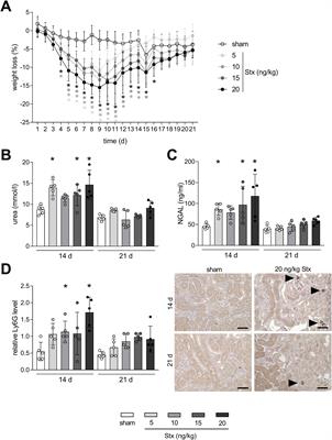 Transition from acute kidney injury to chronic kidney disease in a long-term murine model of Shiga toxin-induced hemolytic-uremic syndrome